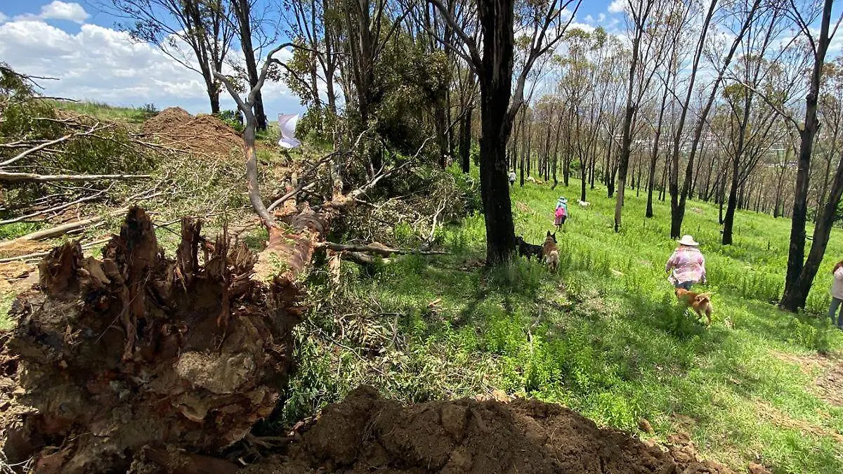 tala de arboles en Ocoyucan